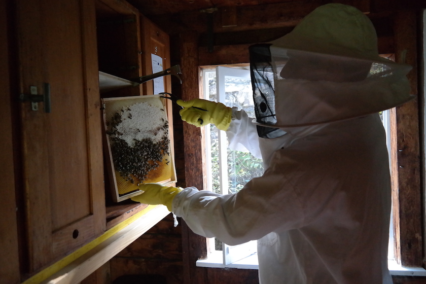 Imker Corsin Riedi nimmt behutsam einen Rahmen mit Bienenwaben aus dem Schrank. (Foto: Martina Tresch-Regli/Bildung-Schweiz)