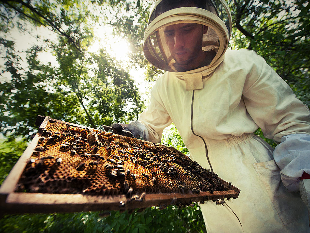 Dem Imker und seinem Volk der Westlichen Honigbiene könnte bald geholfen werden. (© MIRACLE MOMENTS / Fotolia)