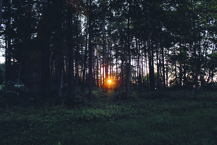 Sonne dringt in den Wald hinein.