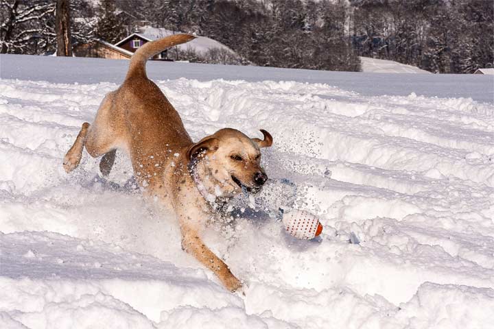 Hund beim Spielen im Schnee