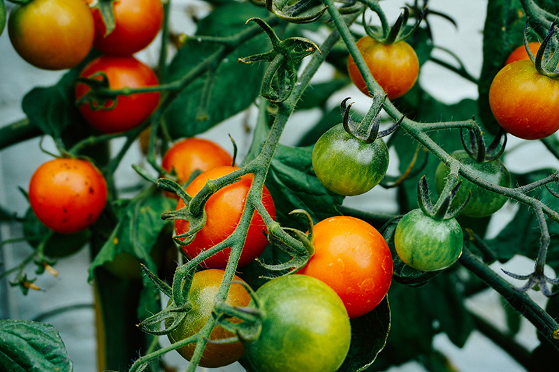 Diätetik befasst sich auch mit der richtigen Ernährung.