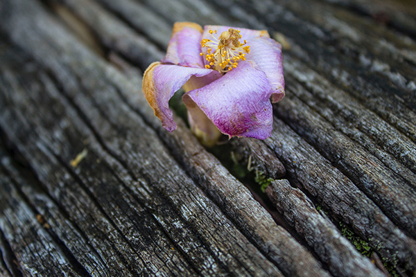 Blume spriesst aus Holz